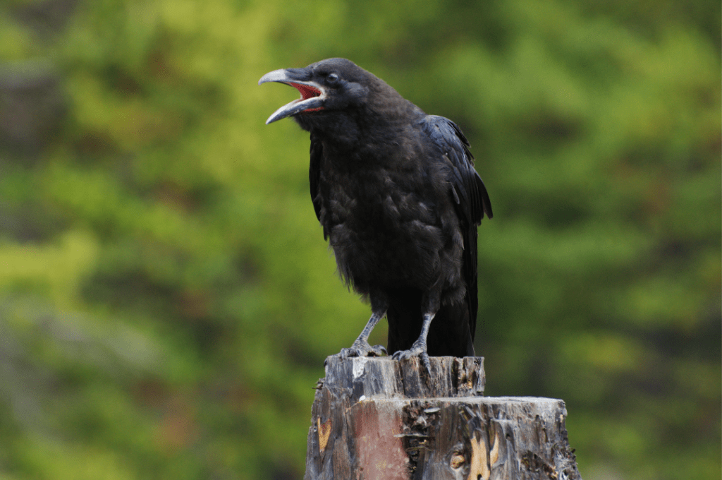 crow squawking on tree stump
