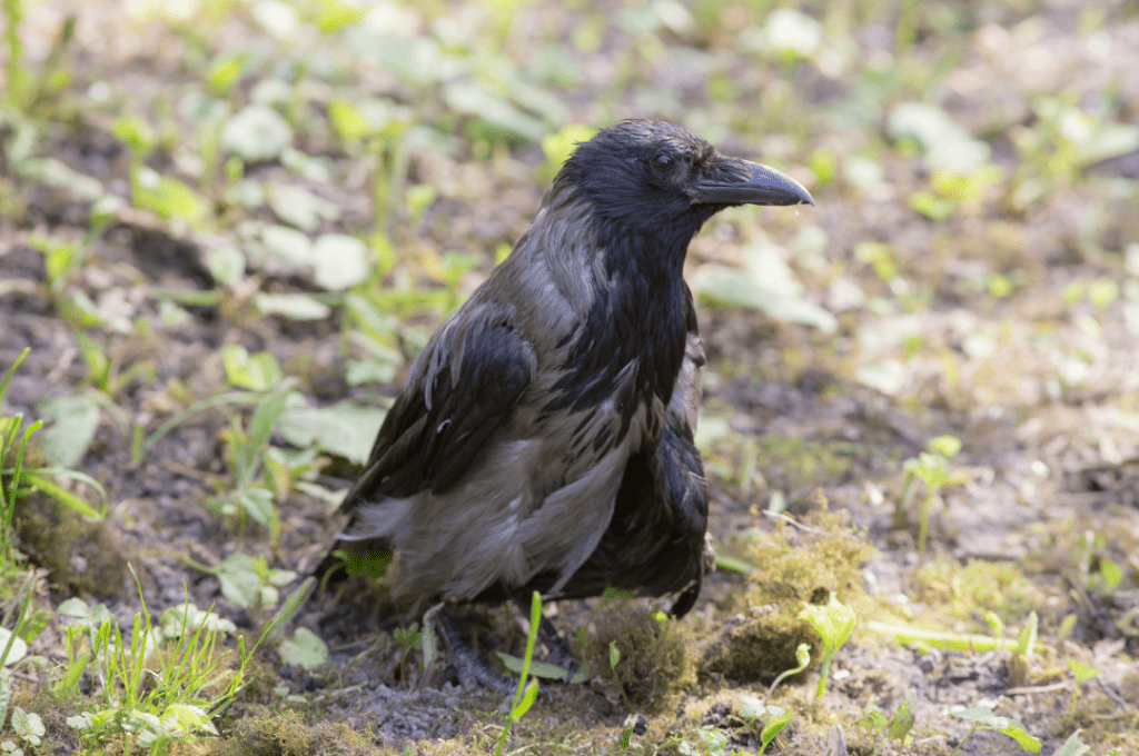 old crow standing on mixed grass