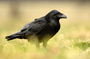 common raven in grass