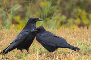 two Chihuahuan ravens nuzzeling