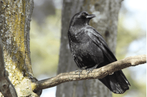 american crow on tree branch