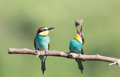 bee eater eating a butterfly
