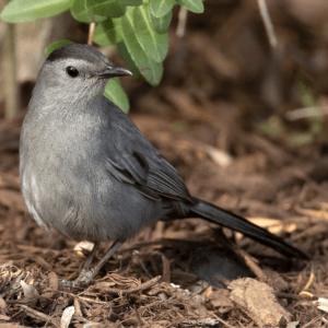 Gray Catbird on the forest floor
