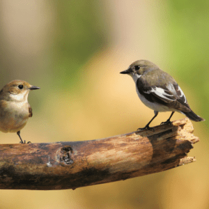 two Pied Flycatchers sitting on a stick