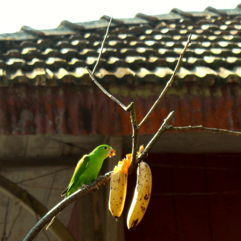 green parrot eating bananas from a tree