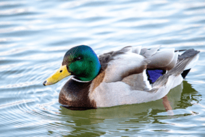 mallard duck in a pond