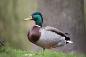 mallard duck standing proud on grass