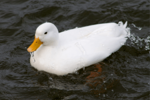 white domesticated duck paddling in the water