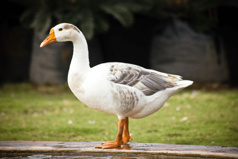 domesticated duck standing in the rain