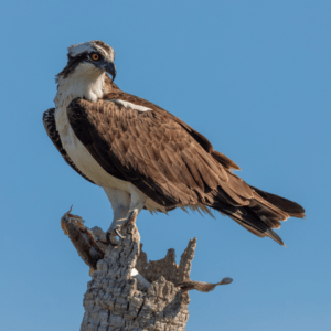 osprey sitting on top of dead tree