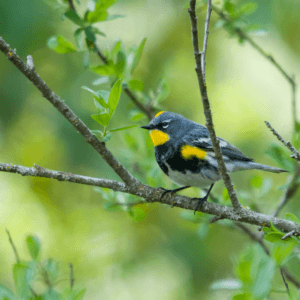 yellow rumped warbler sitting in green tree