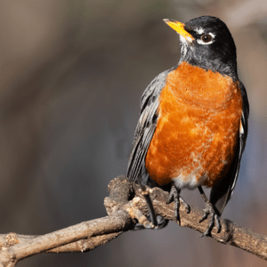 american robin chirping on a tree branch