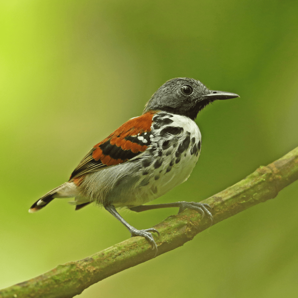 spotted antbird sitting on tree branch