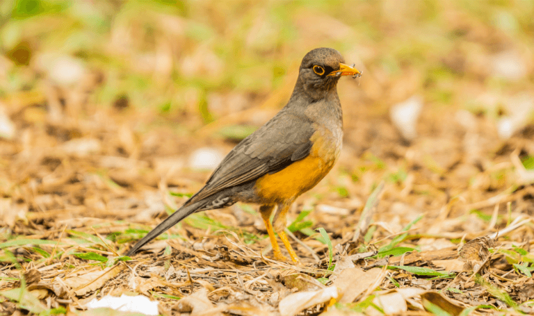 bird eating ants