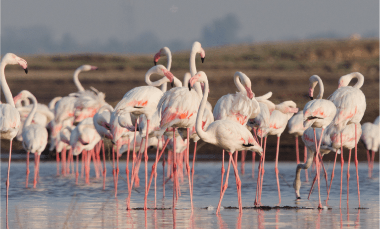 greater flamingos in lake