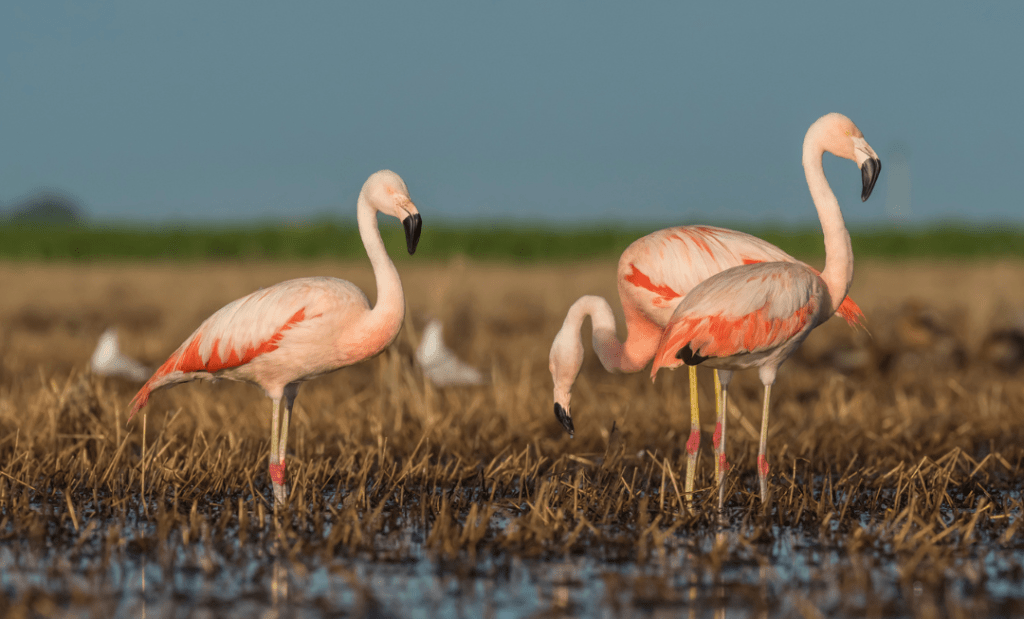 Chilean Flamingos sitting in marsh