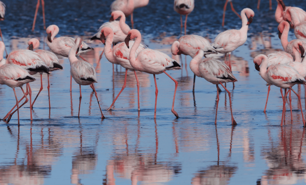 lesser flamingos eating in the sea