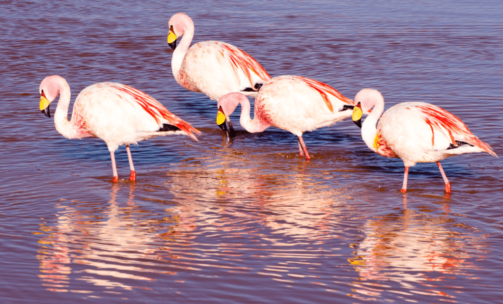 james flamingos in a group in the water