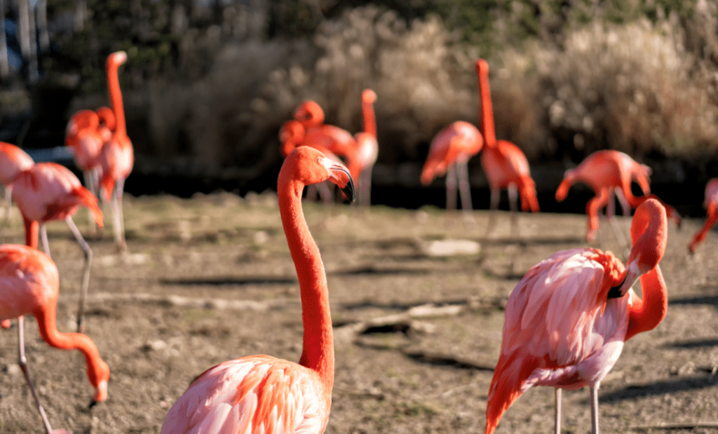 american flamingos in dirt