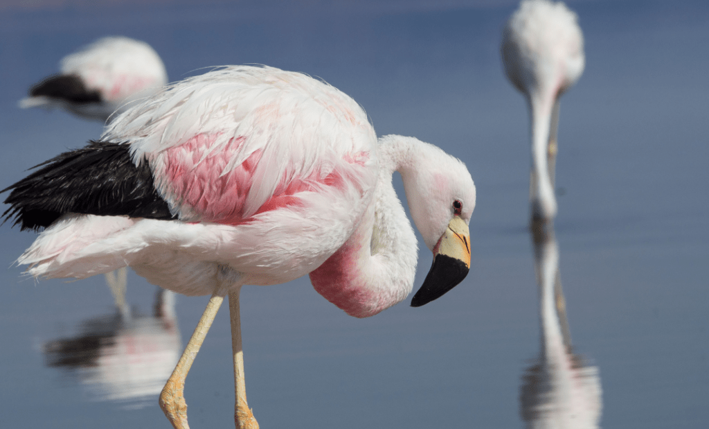 andean flamingo