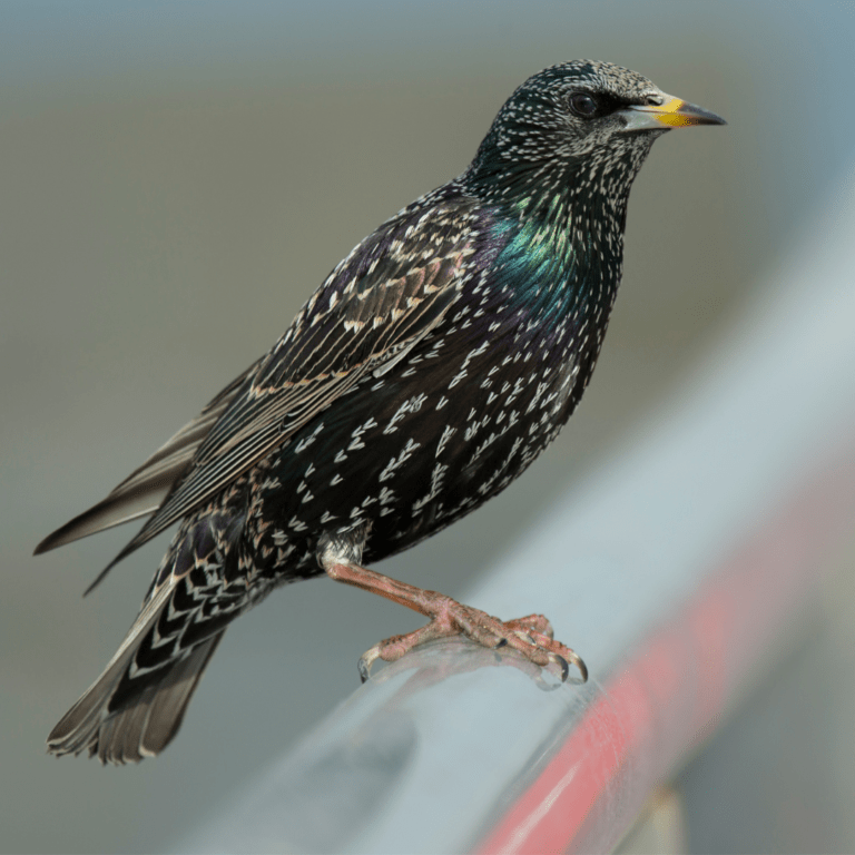 european starling sitting on metal bar