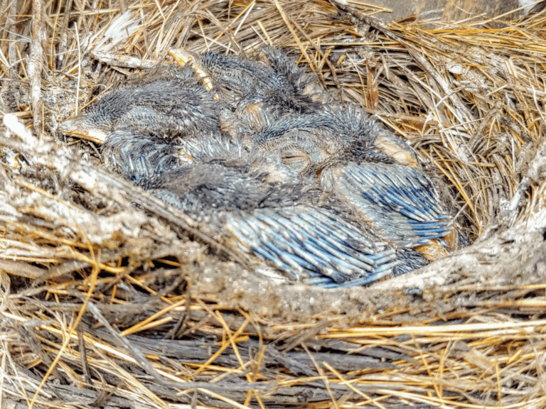 baby bluebirds sitting in a nest