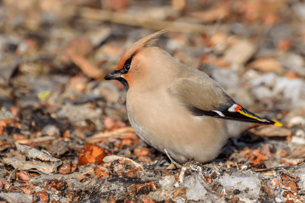 bird waxing in the forest eating apple