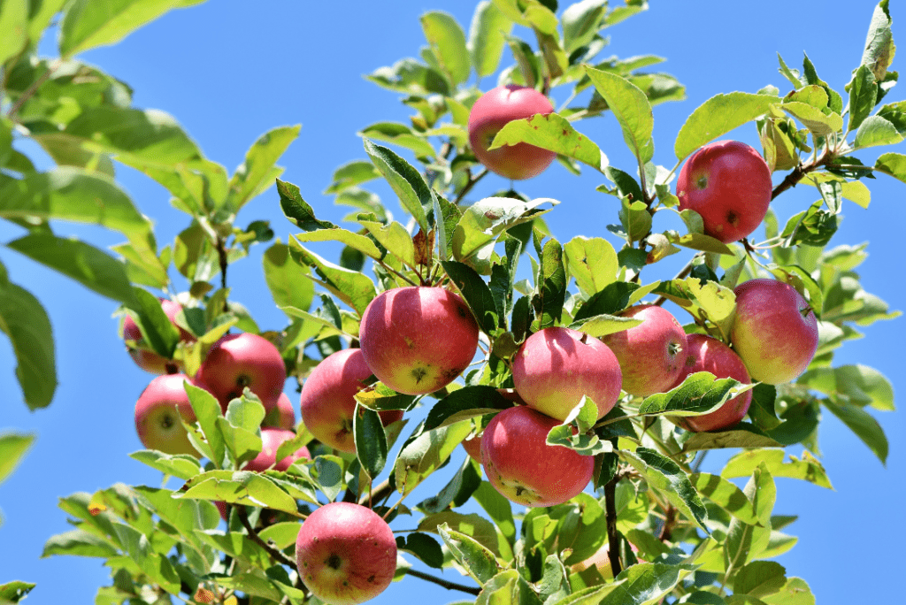apple tree covered in apples