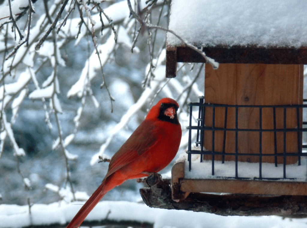cardinal in the winter sitting on the side of a bird feeder