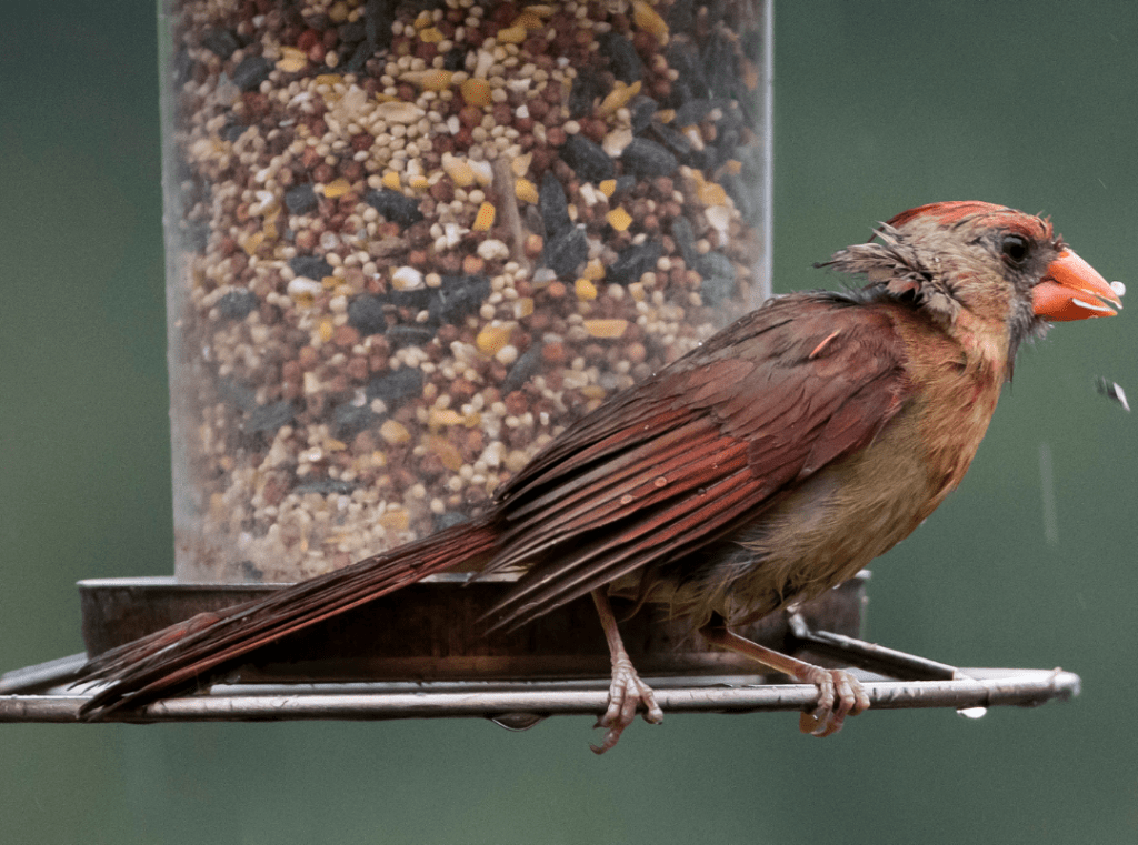 northern cardinal eating seeds from a feeder