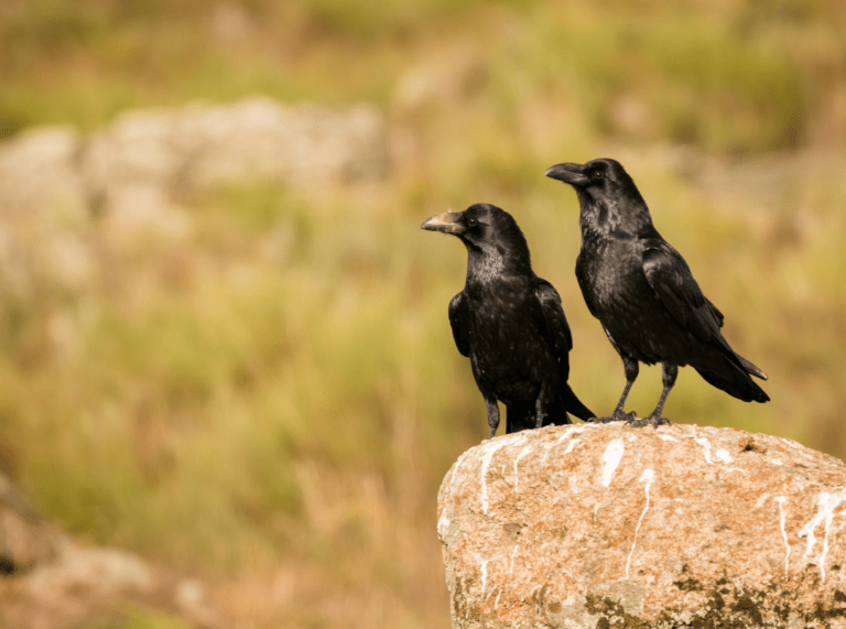 two crows sitting on a rock in the desert