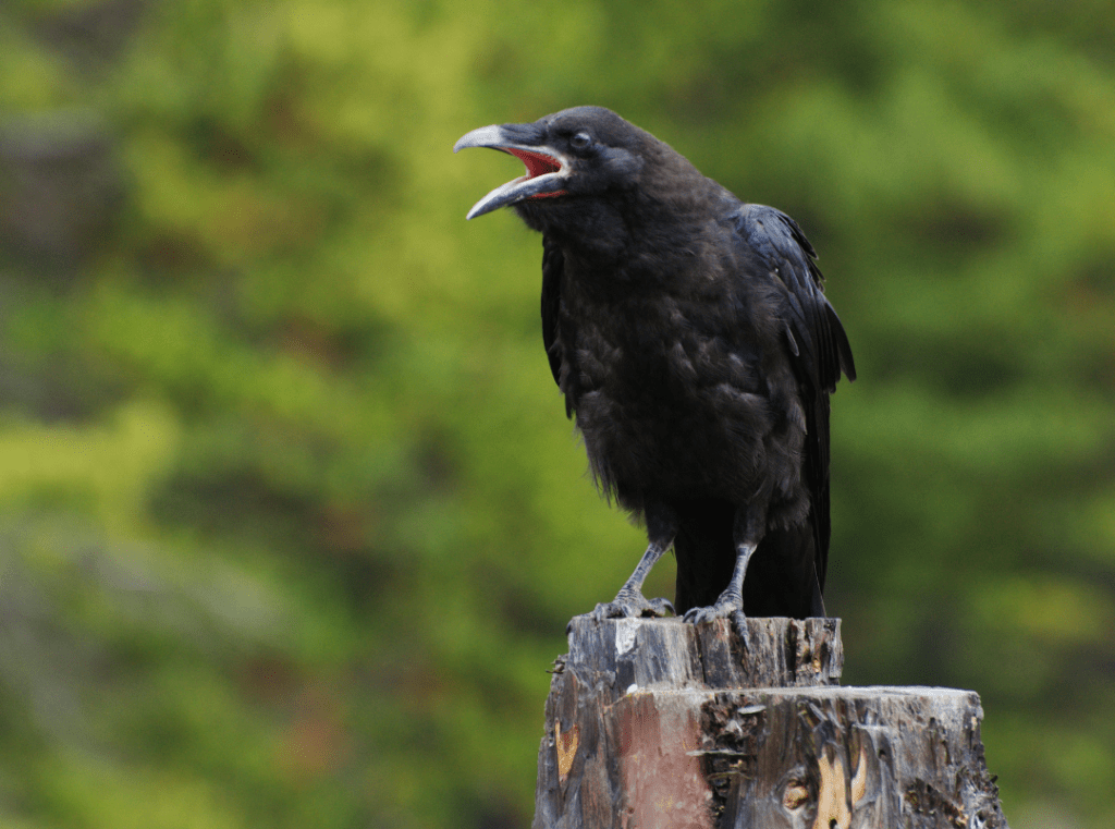 crow cawing from the top on a stump