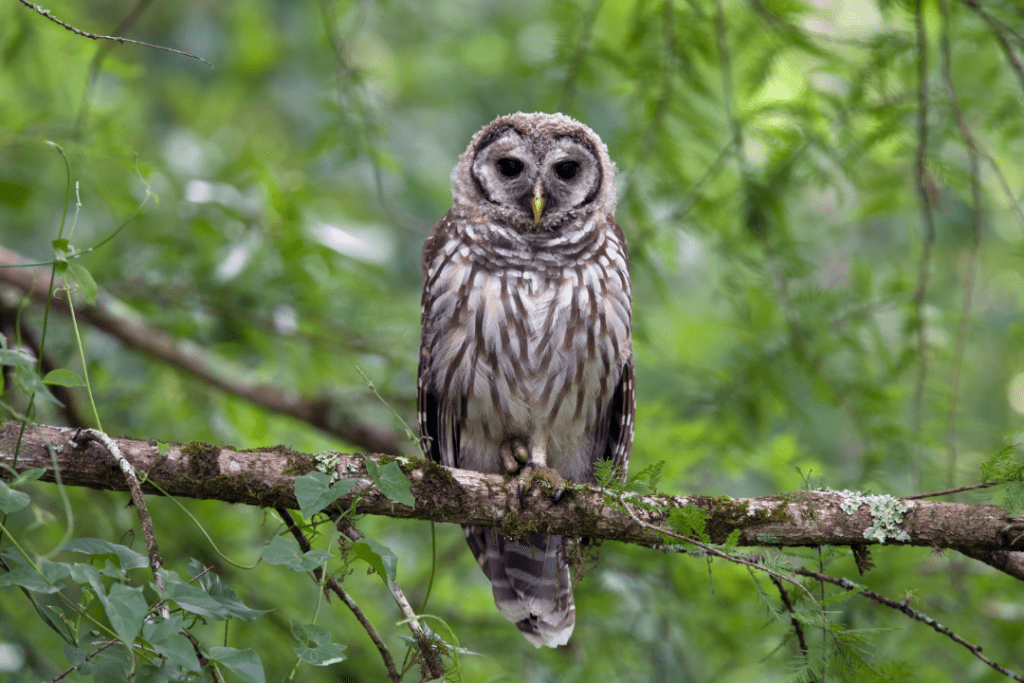 Barred owl sitting on a branch in the forest