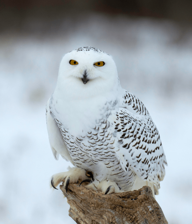 snowy owl on top of a tree trunk