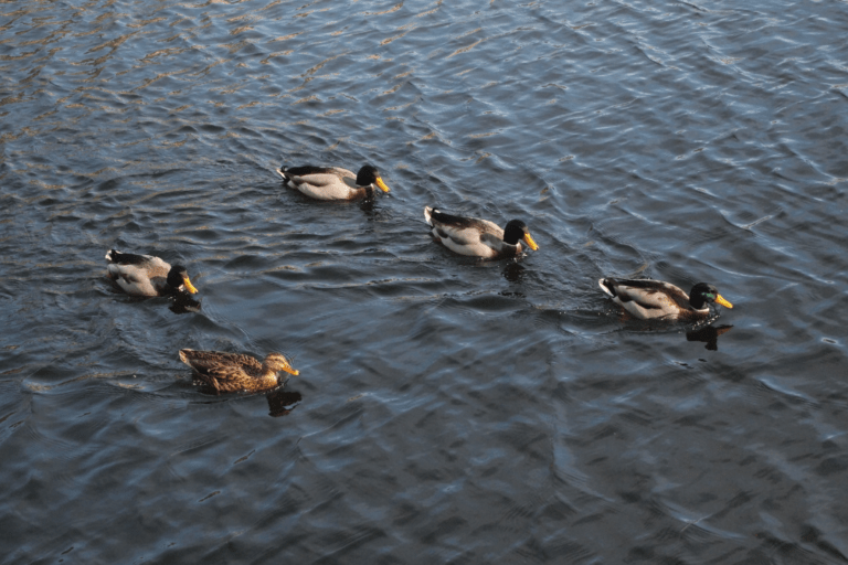 group of ducks swimming in a lake