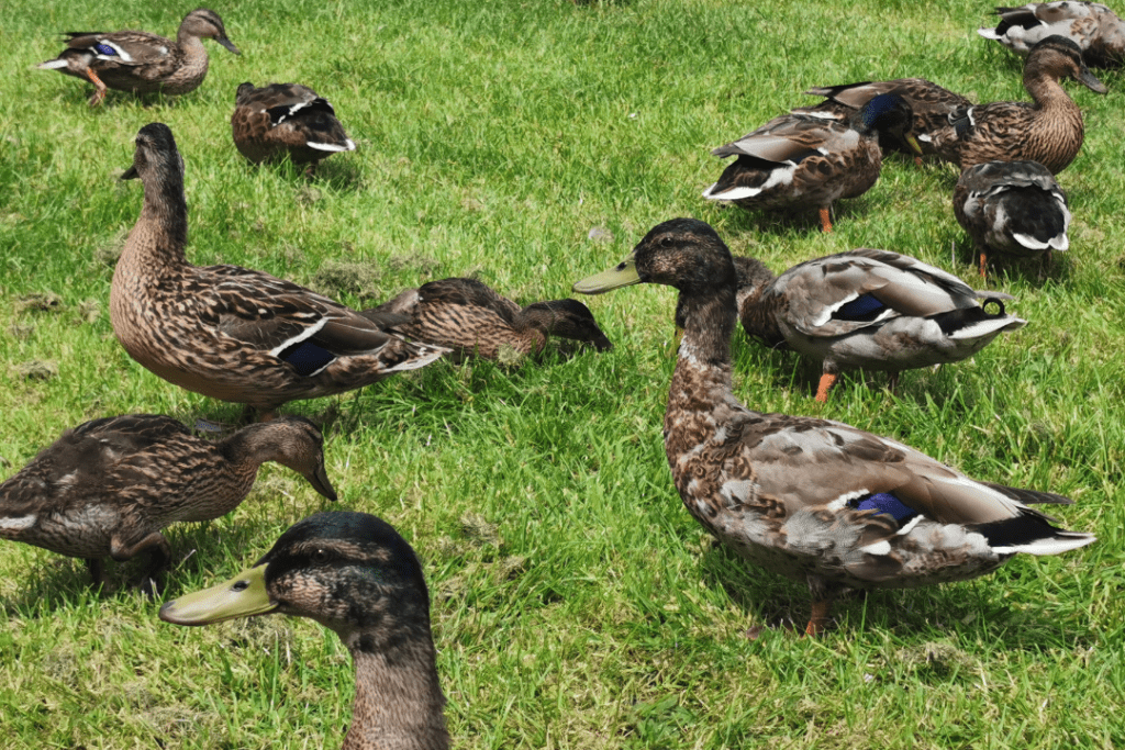 group of ducks in a field eating