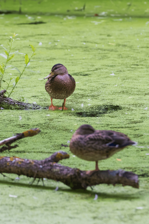 pair of ducks in a small pond