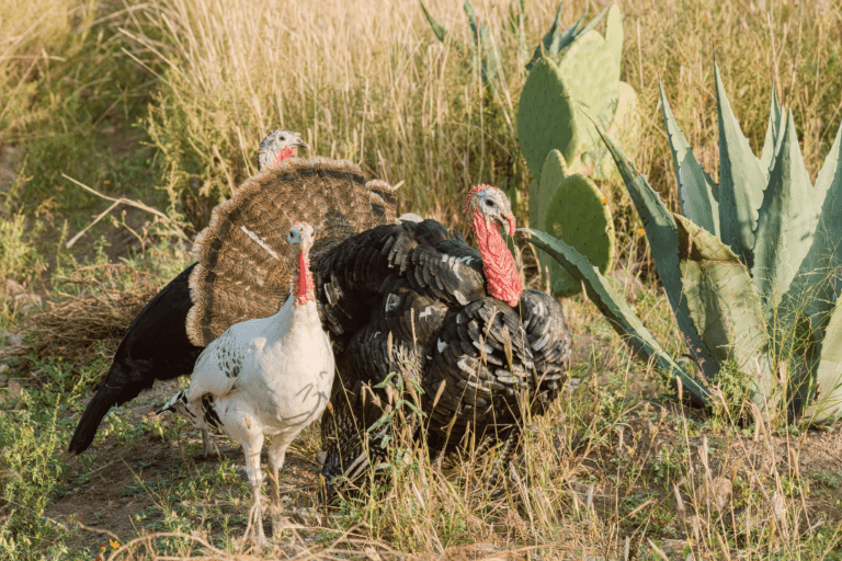 turkey's in the wild