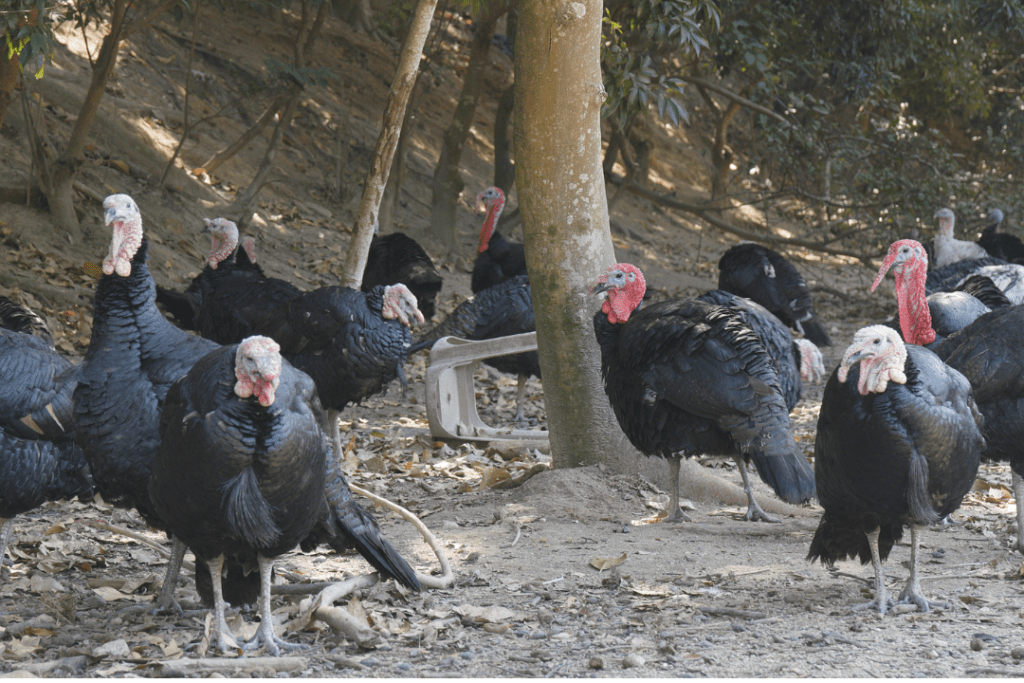 rafter of turkeys