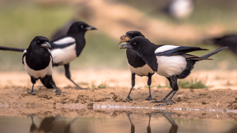 group of magpies by a pool of water