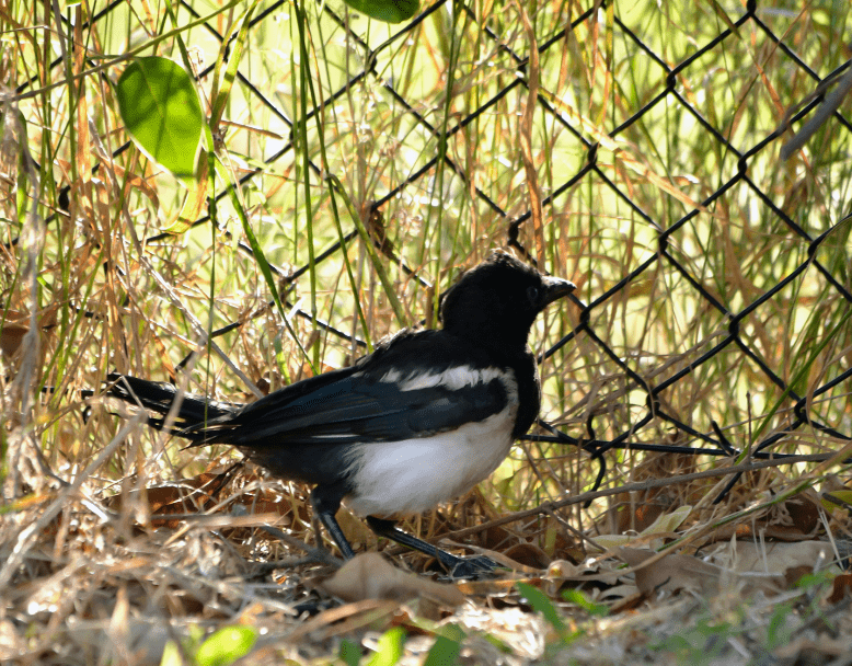 baby magpie by a fence