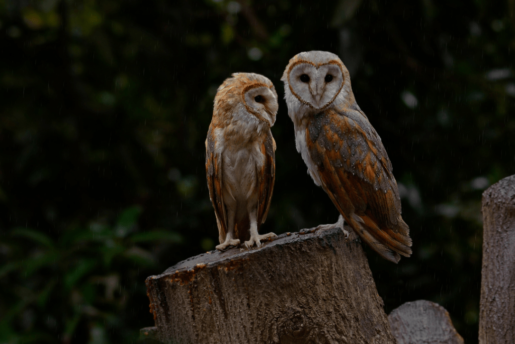 two owls sitting on a tree trunk