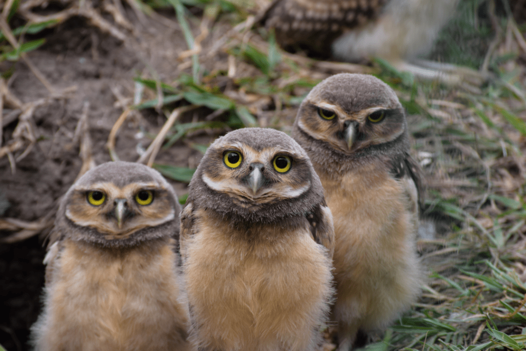 three baby owls standing on the ground