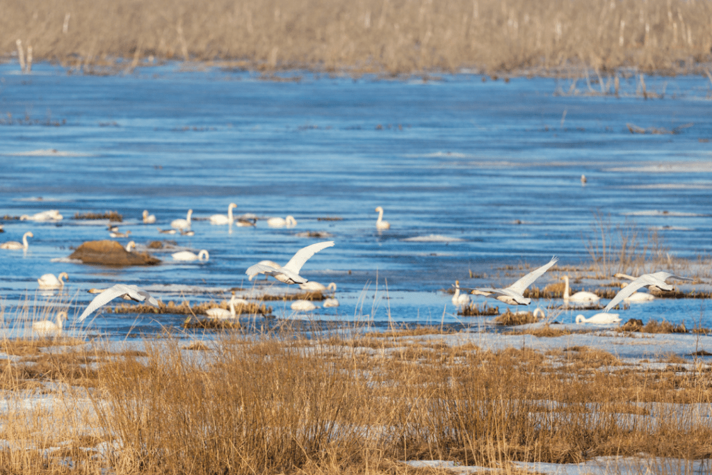 group of swans in a lake