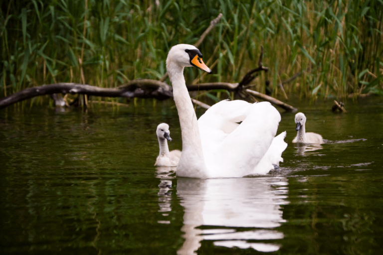 adult swan with two baby swans in a lake