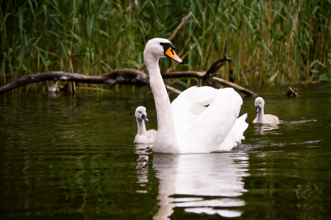 What is a Group of Swans Called? Is it a Bevy? Happy Birding