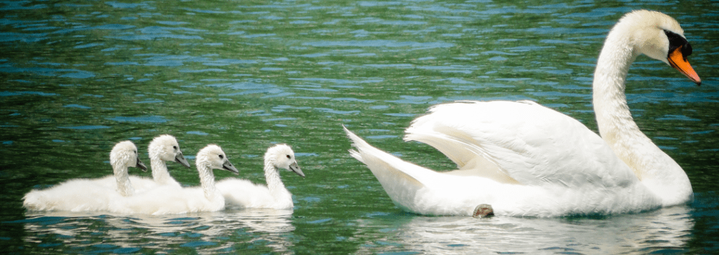 adult swan with baby chicks