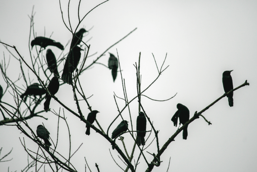 murder of crows in a tree
