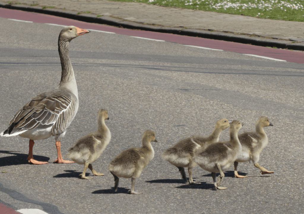 group of geese crossing a road