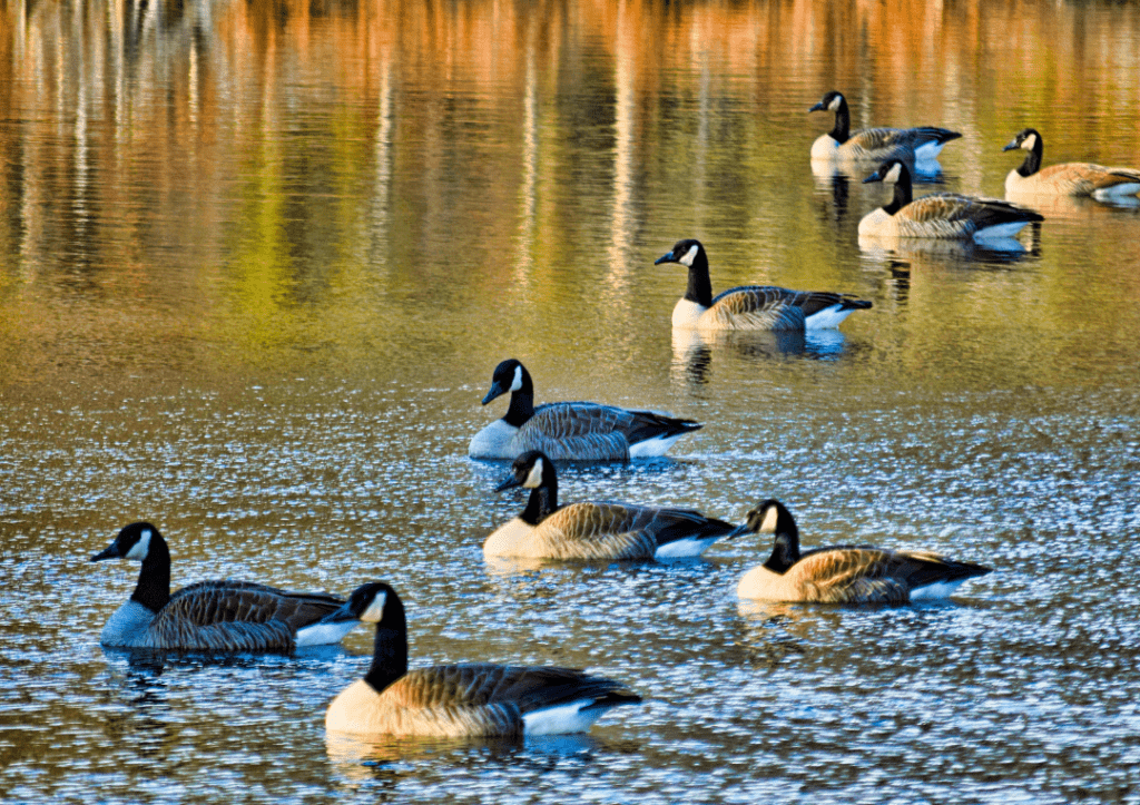 canadian geese sitting in lake